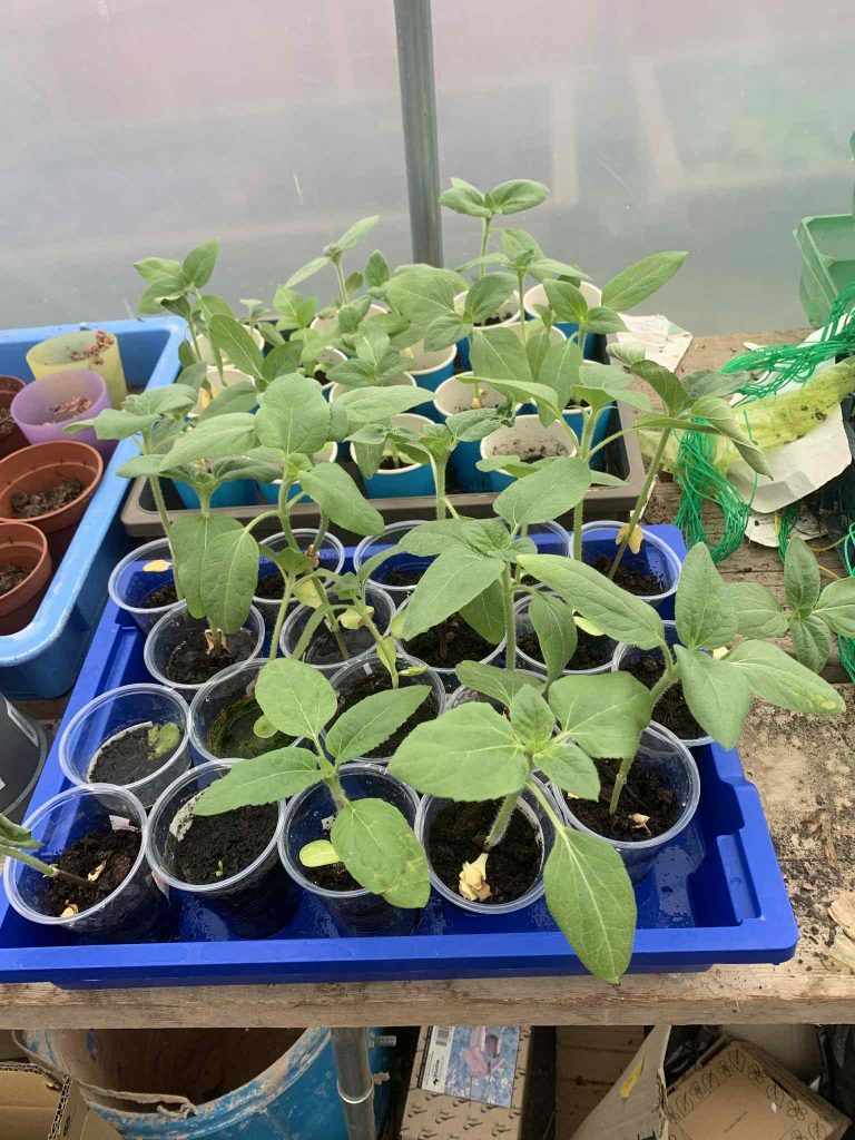 ALN Garden Blooming